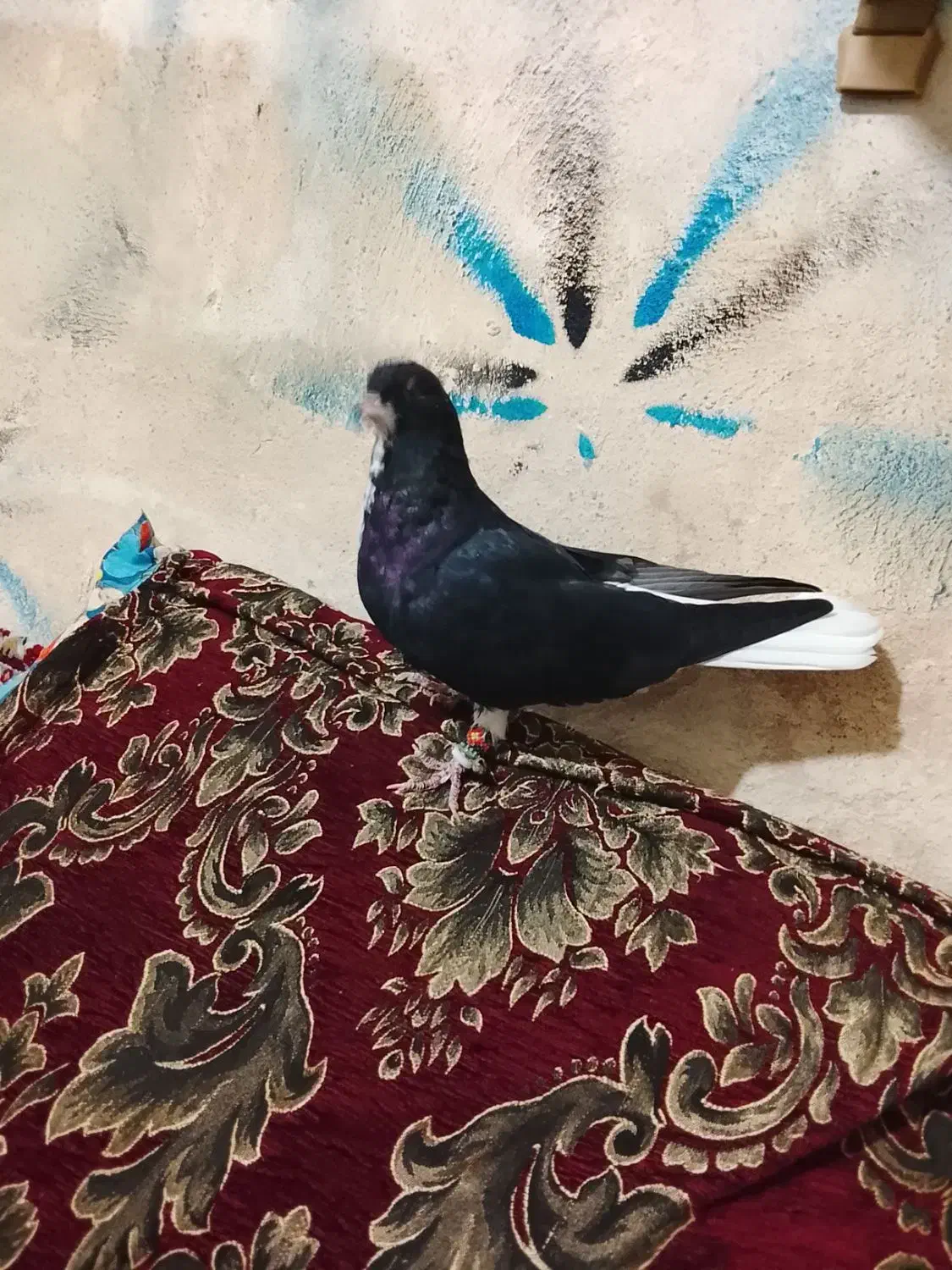 کبوتر پلاکی|پرنده|شیراز, احمدآباد|دیوار