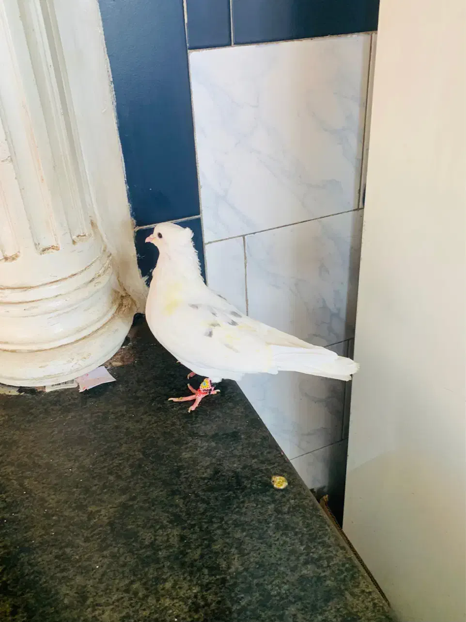 نر کمخال خال جعفری|پرنده|بروجرد, |دیوار