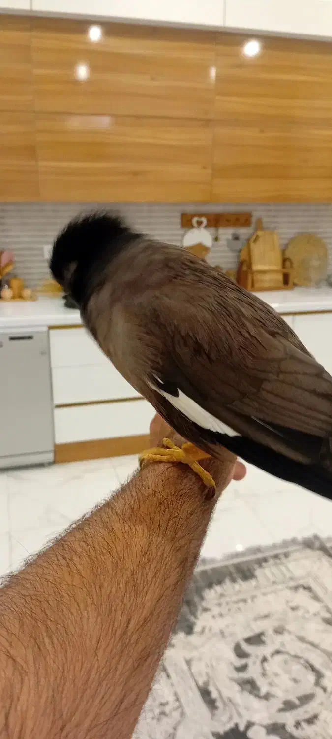 میناسخن گو|پرنده|مهران (ایلام), |دیوار