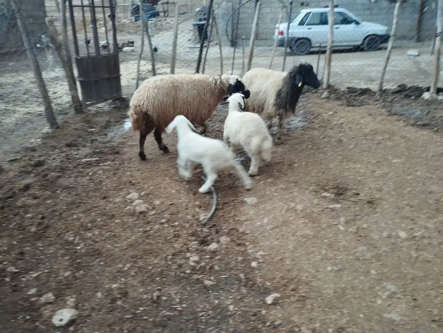 میش|حیوانات مزرعه|کوزران, |دیوار