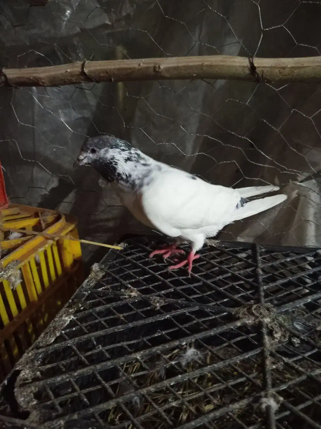 کبوتر طوقی اصل پاکستان|پرنده|چوبر, |دیوار