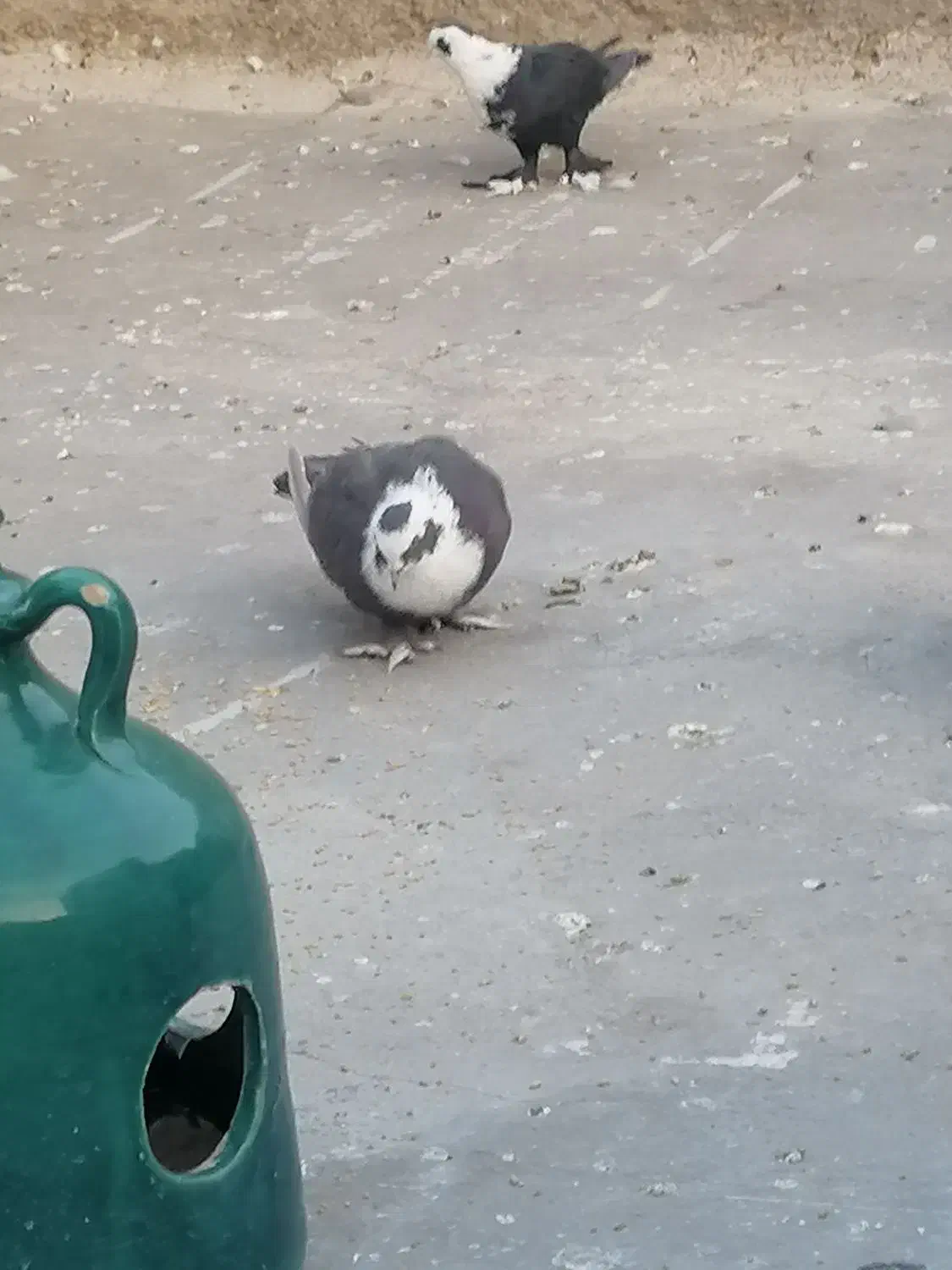 کبوتر|پرنده|شیراز, فرودگاه شهید دستغیب شیراز|دیوار