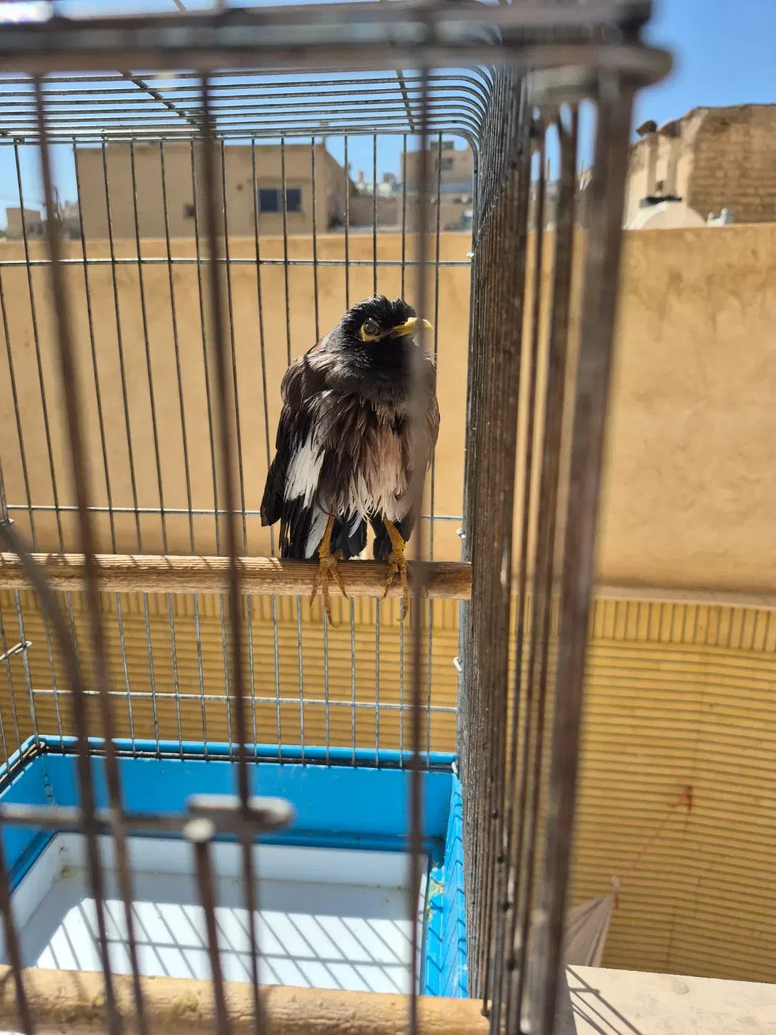 مرغ مینا سخنگو|پرنده|اصفهان, مولوی|دیوار