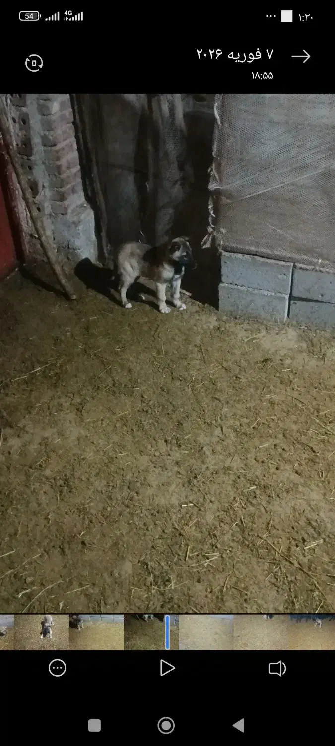 توله سگ سرابی|سگ|لیلان, |دیوار