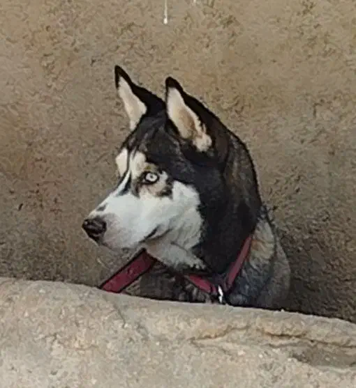 ماده هاسکی اصیل|سگ|سمنان, |دیوار