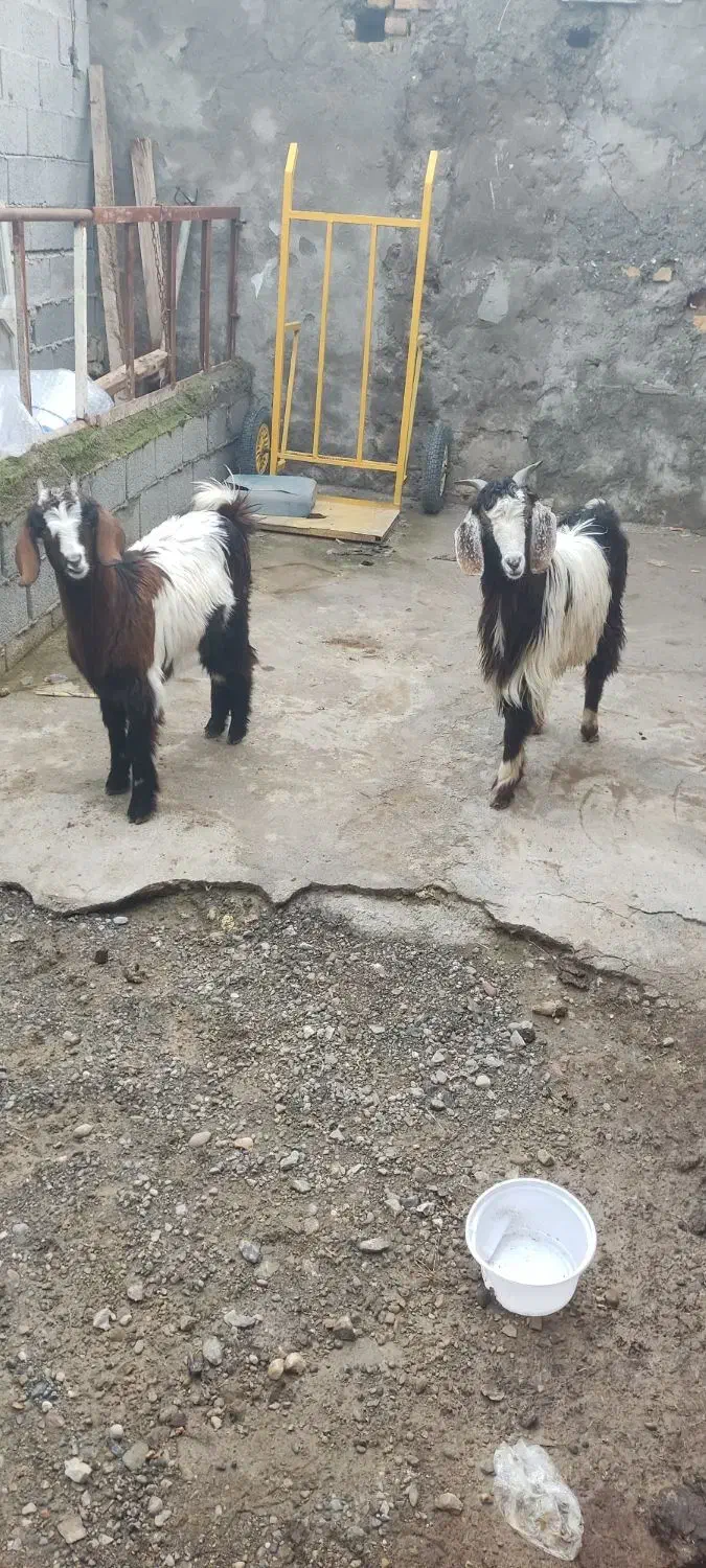 بزماده|حیوانات مزرعه|سیمین شهر, |دیوار