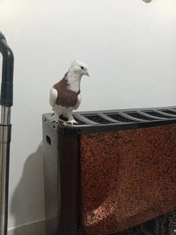 ماده طوقی وتخم کفتر|پرنده|قم, ولیعصر|دیوار