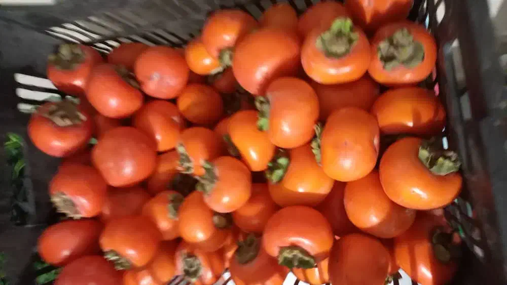 خرمالو خوشمزه|خوردنی و آشامیدنی|هشتگرد, هشتگرد قدیم|دیوار