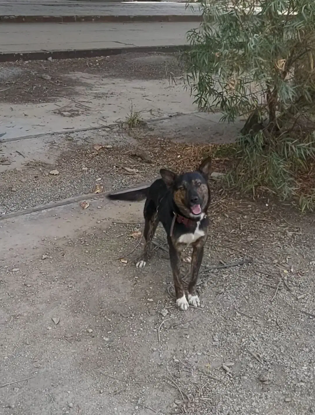 ژرمن میکس|سگ|هشتگرد, تهران دشت|دیوار