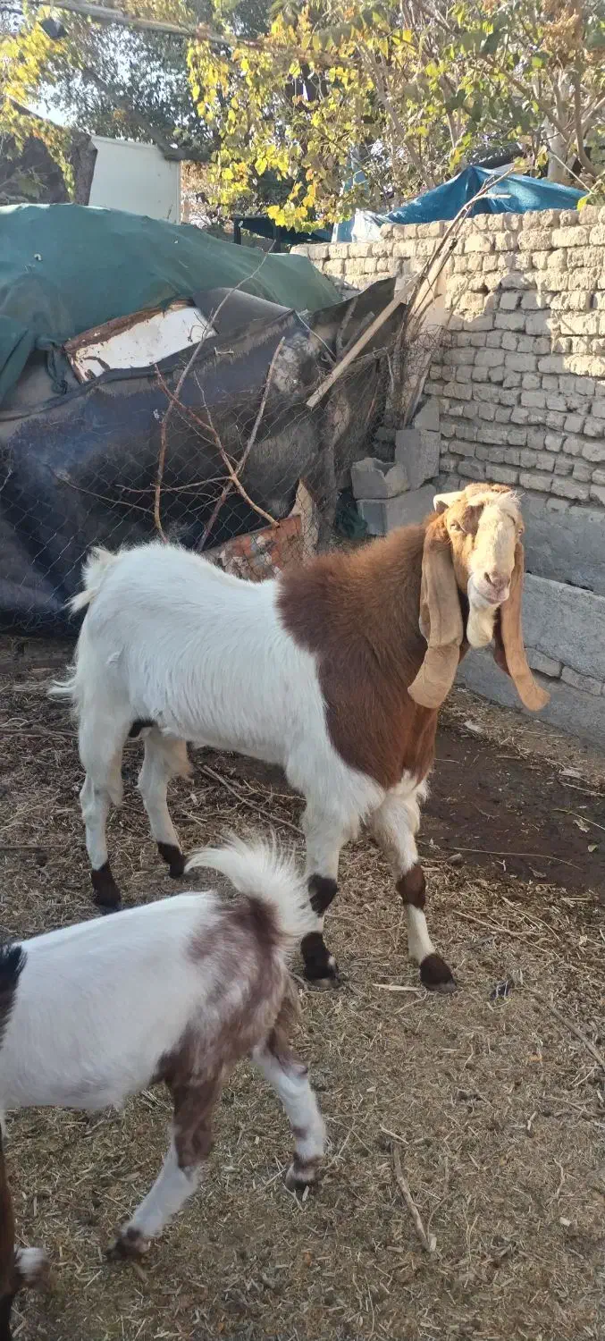 نر بز پاکستانی|حیوانات مزرعه|مشهد, شمس آباد|دیوار