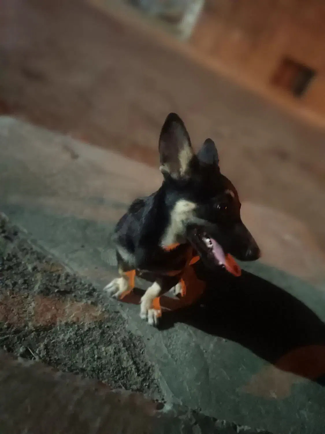 گمشده سگ گرگی|حیوانات|تربت جام, بیست متری منبع آب|دیوار