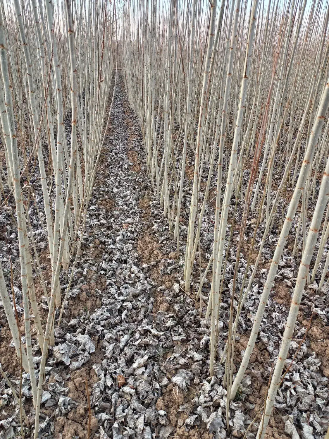 نهال صنوبر درجه یک با قیمت مناسب|خدمات باغبانی و درختکاری|میاندوآب, |دیوار