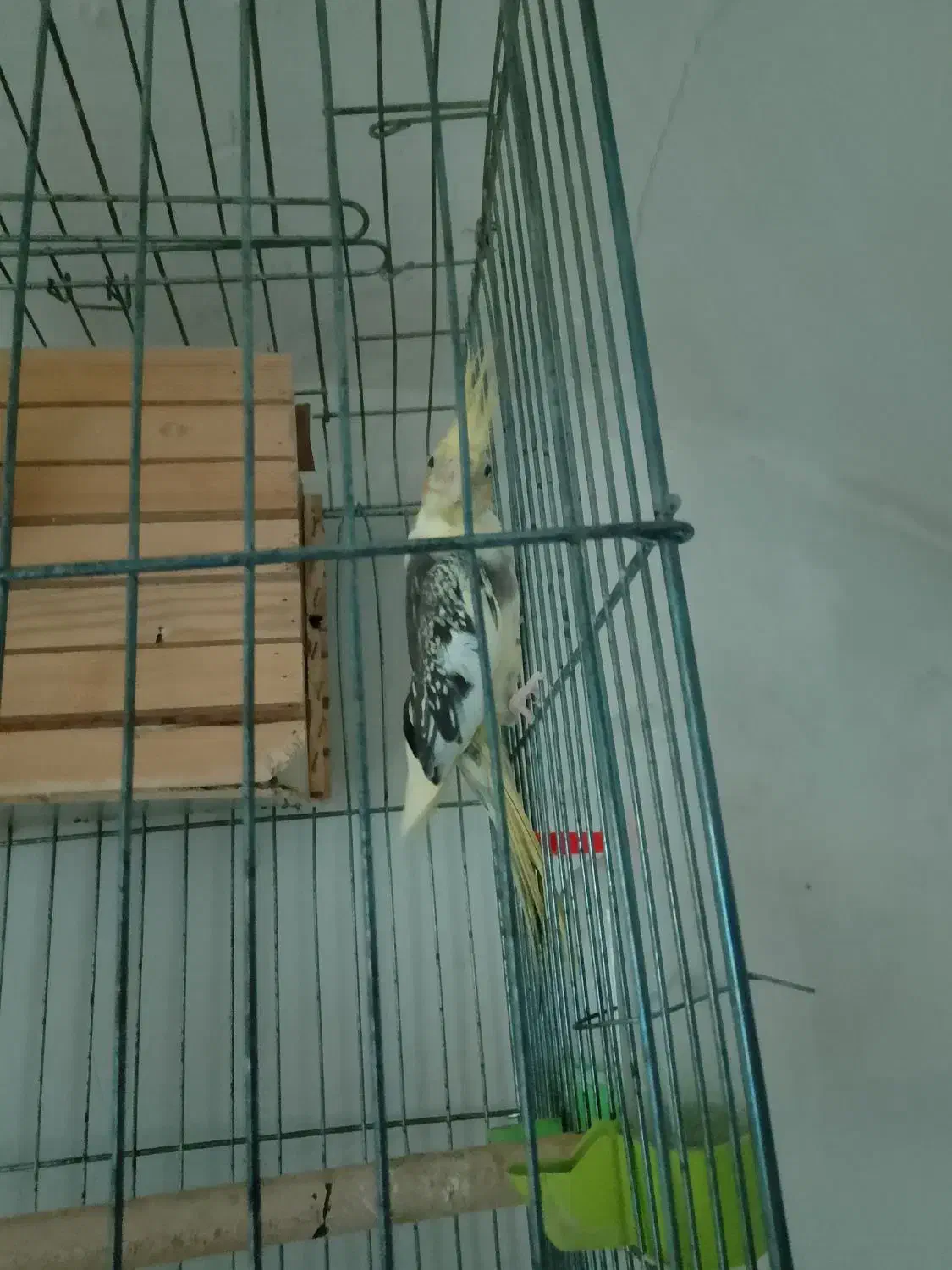 عروس هلندی مولد|پرنده|محمدشهر, زیبادشت|دیوار