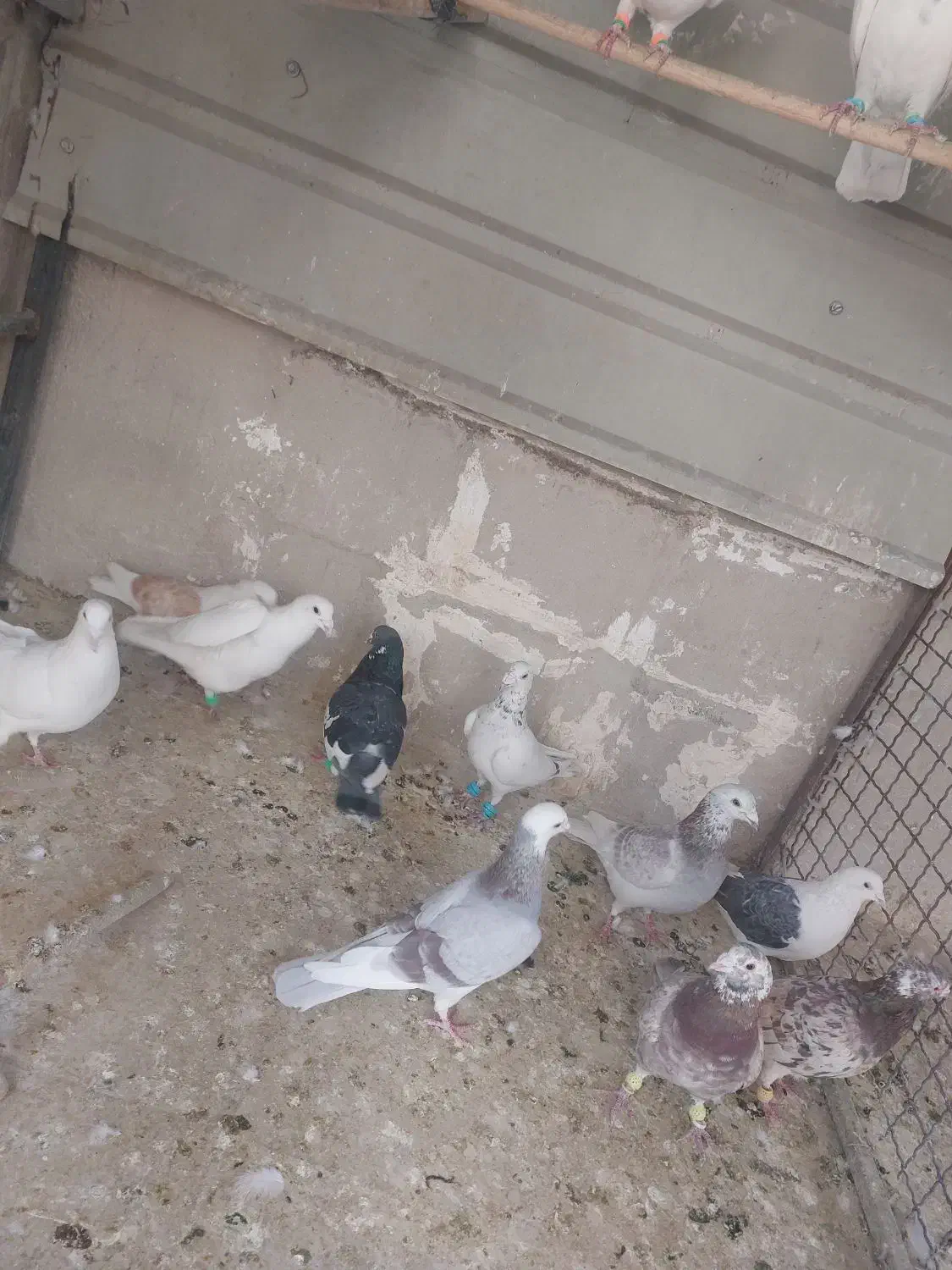 کبوتر|پرنده|تهران, والفجر (افسریه)|دیوار