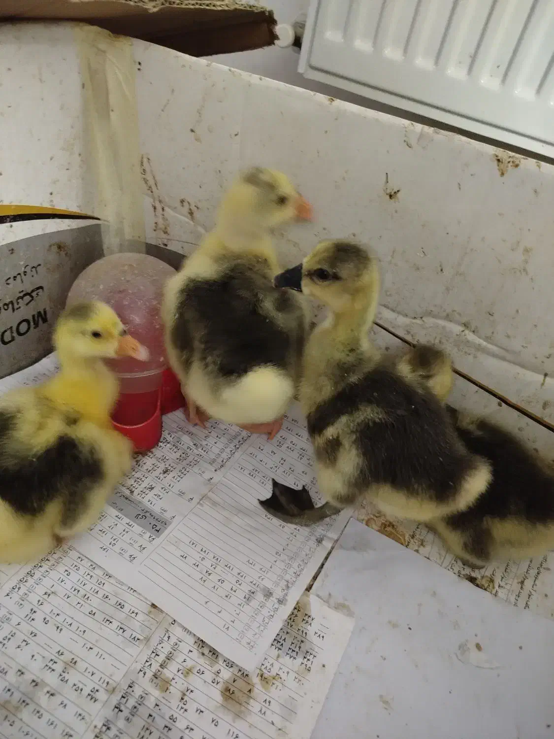 جوجه غاز اکراینی|حیوانات مزرعه|ساری, |دیوار