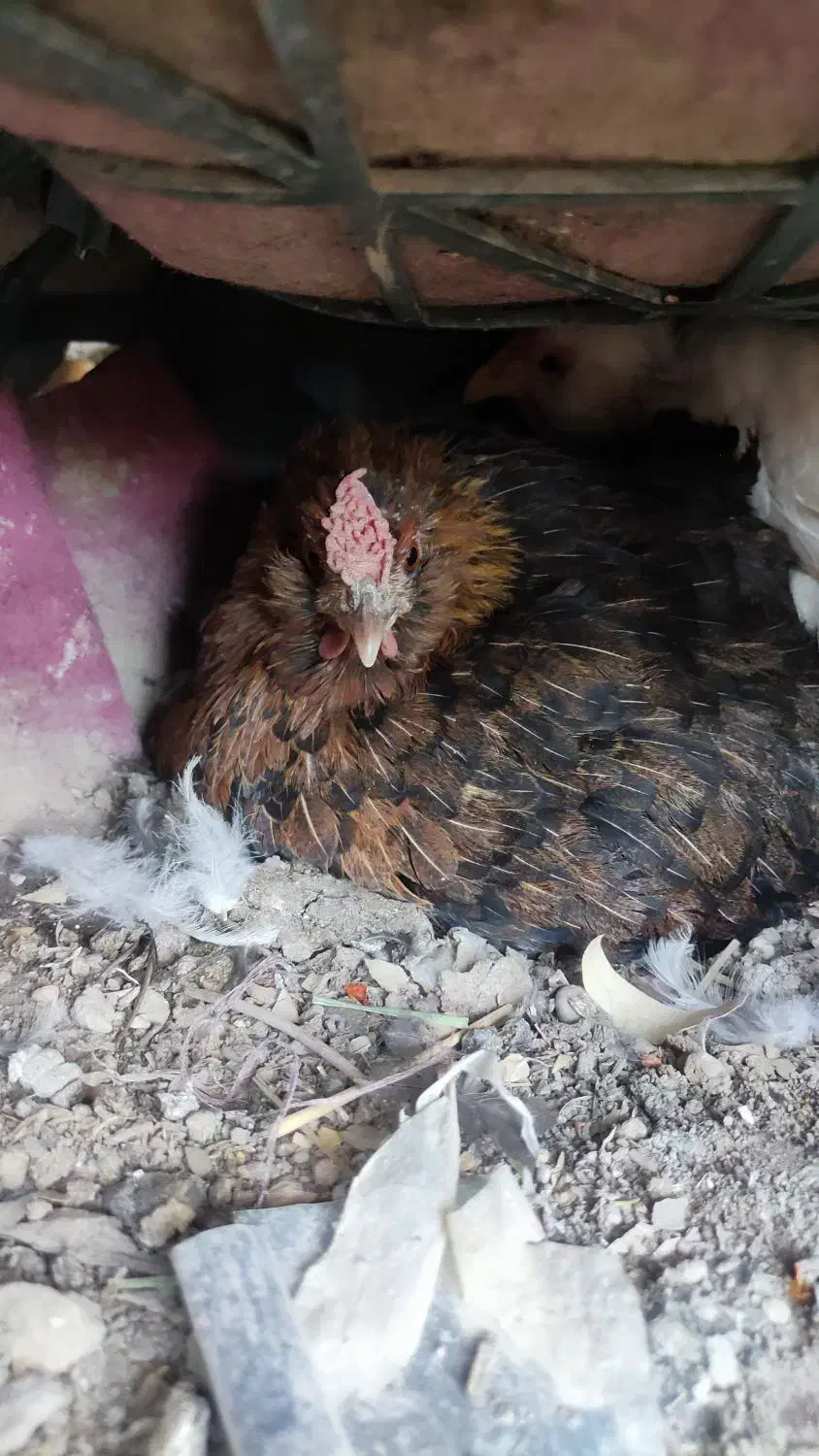 تخم مرغ نطفه دار گلین ریشی|حیوانات مزرعه|بهبهان, |دیوار