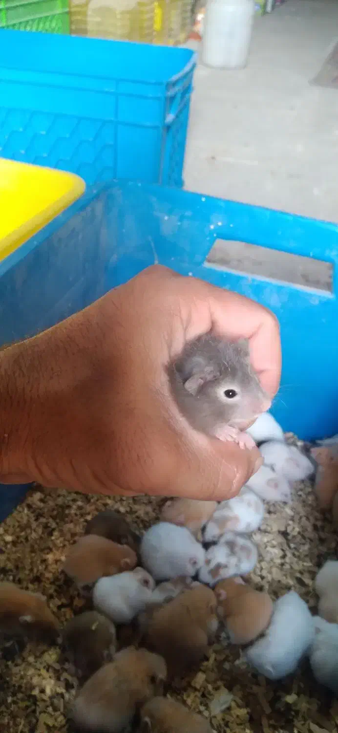 همستر سوری|موش و خرگوش|تهران, شهرک چیتگر|دیوار