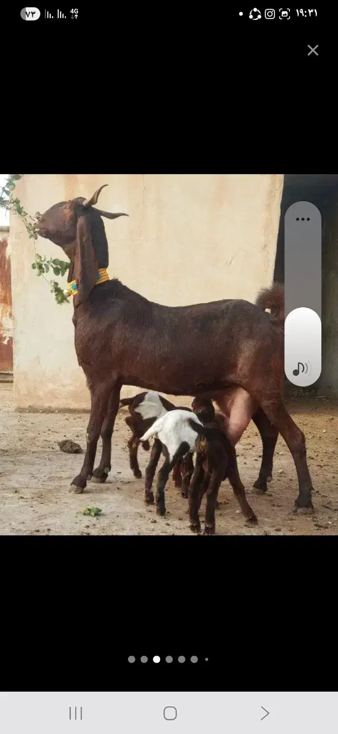 بز کامورای سه چهارقلو زا|حیوانات مزرعه|شوشتر, |دیوار