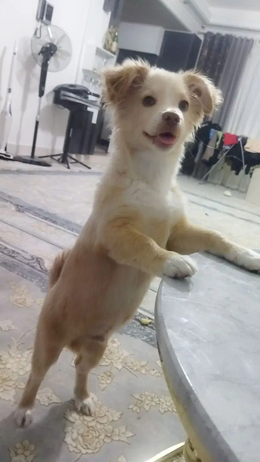 سگ شناسنامه دار|سگ|خمین, |دیوار