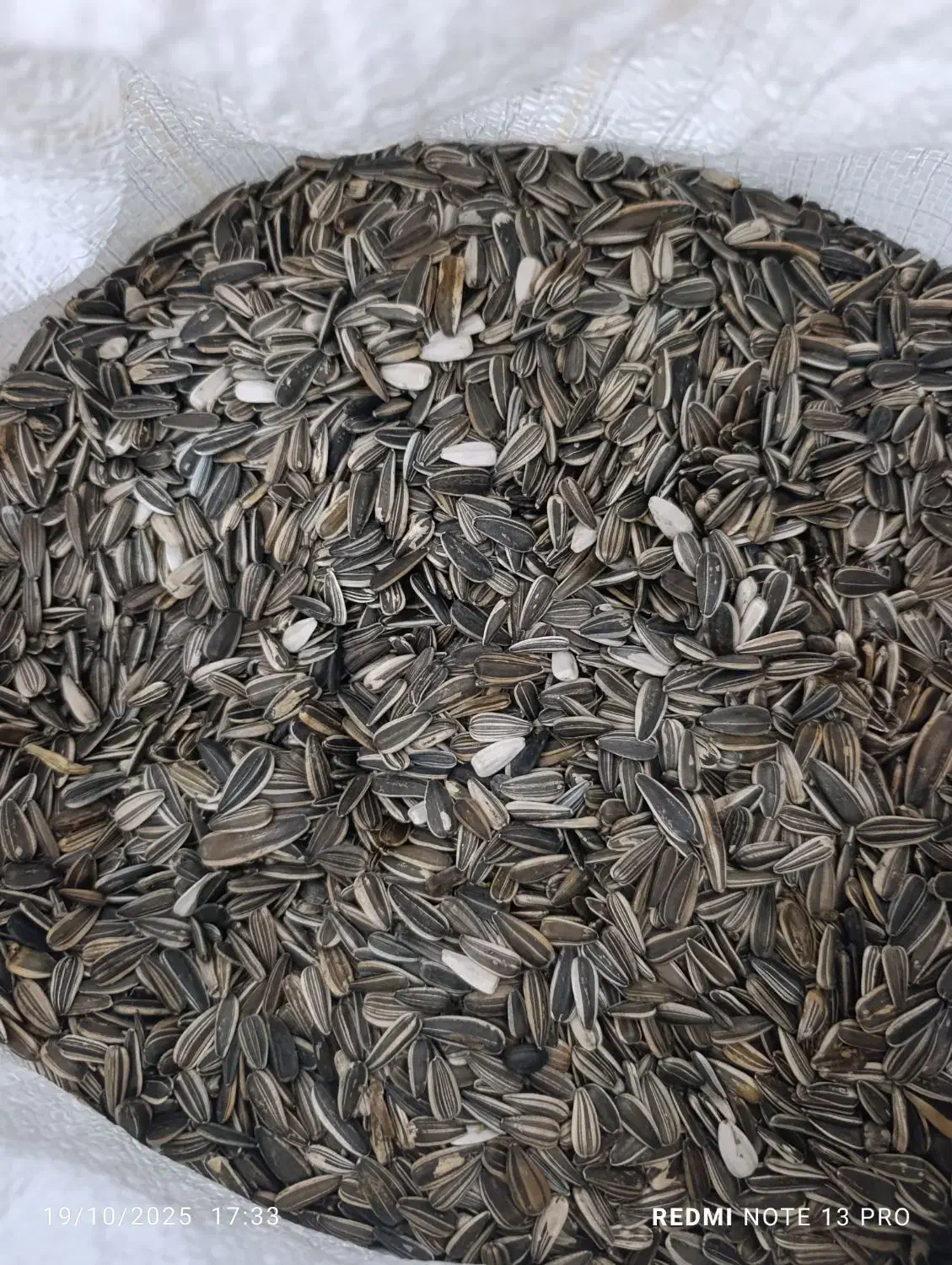 تخمه افتابگردان|خوردنی و آشامیدنی|شیروان (خراسان), |دیوار