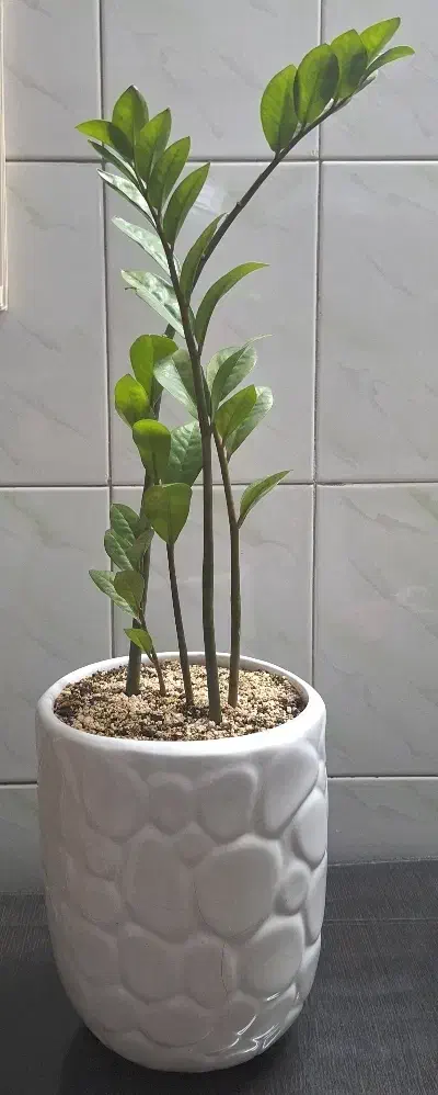 گل زاموفولیا و گل بونسای شفلرا|گل و گیاه طبیعی|مشهد, پروین اعتصامی|دیوار