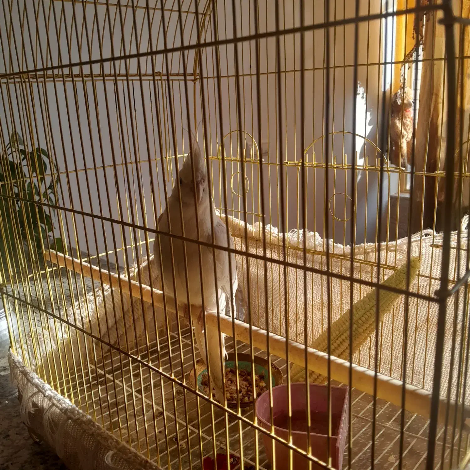 عروس هلندی|پرنده|نجف‌آباد, جلال آباد|دیوار