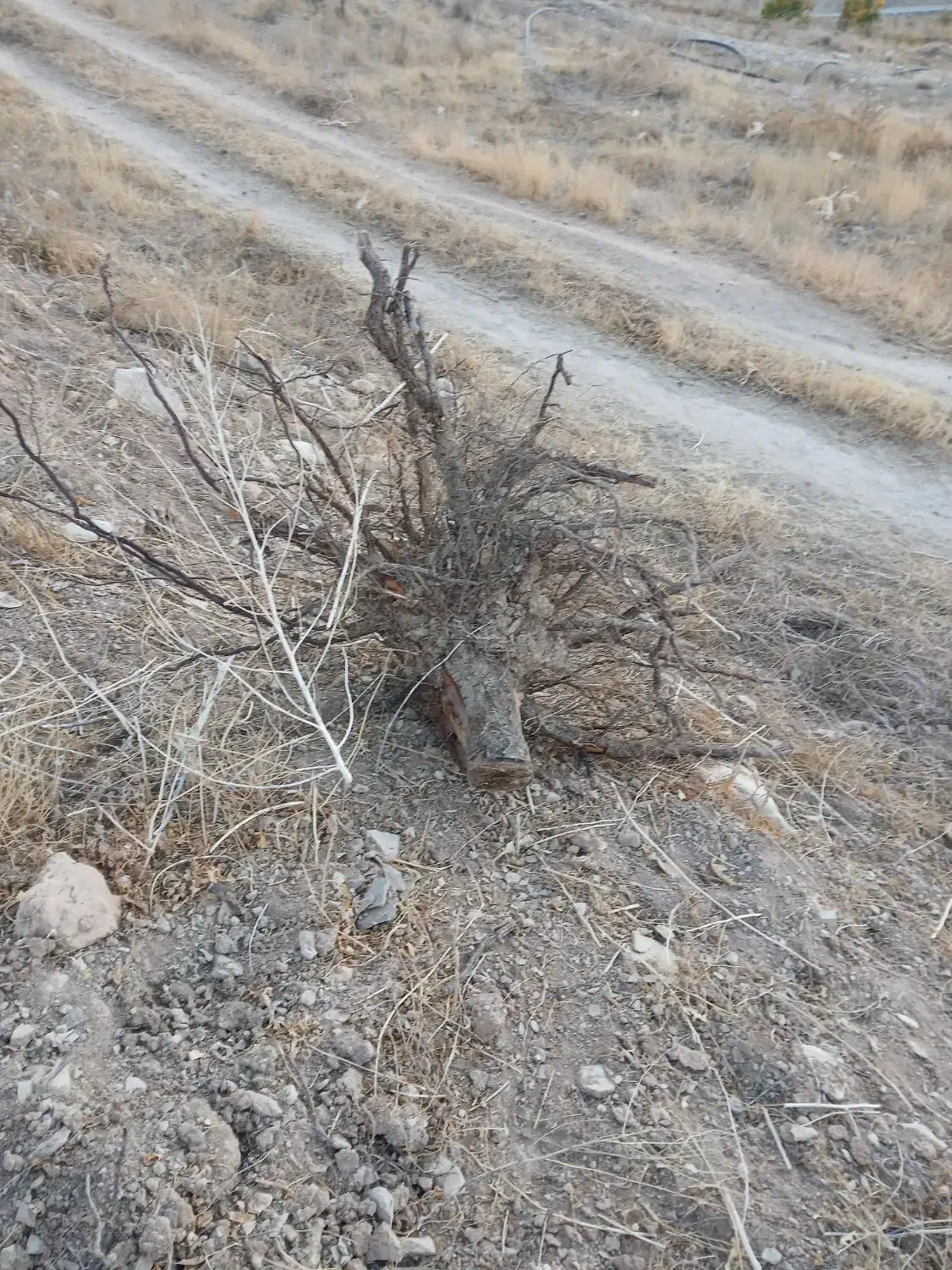 چوب|مصالح و تجهیزات ساختمان|بروجن, |دیوار