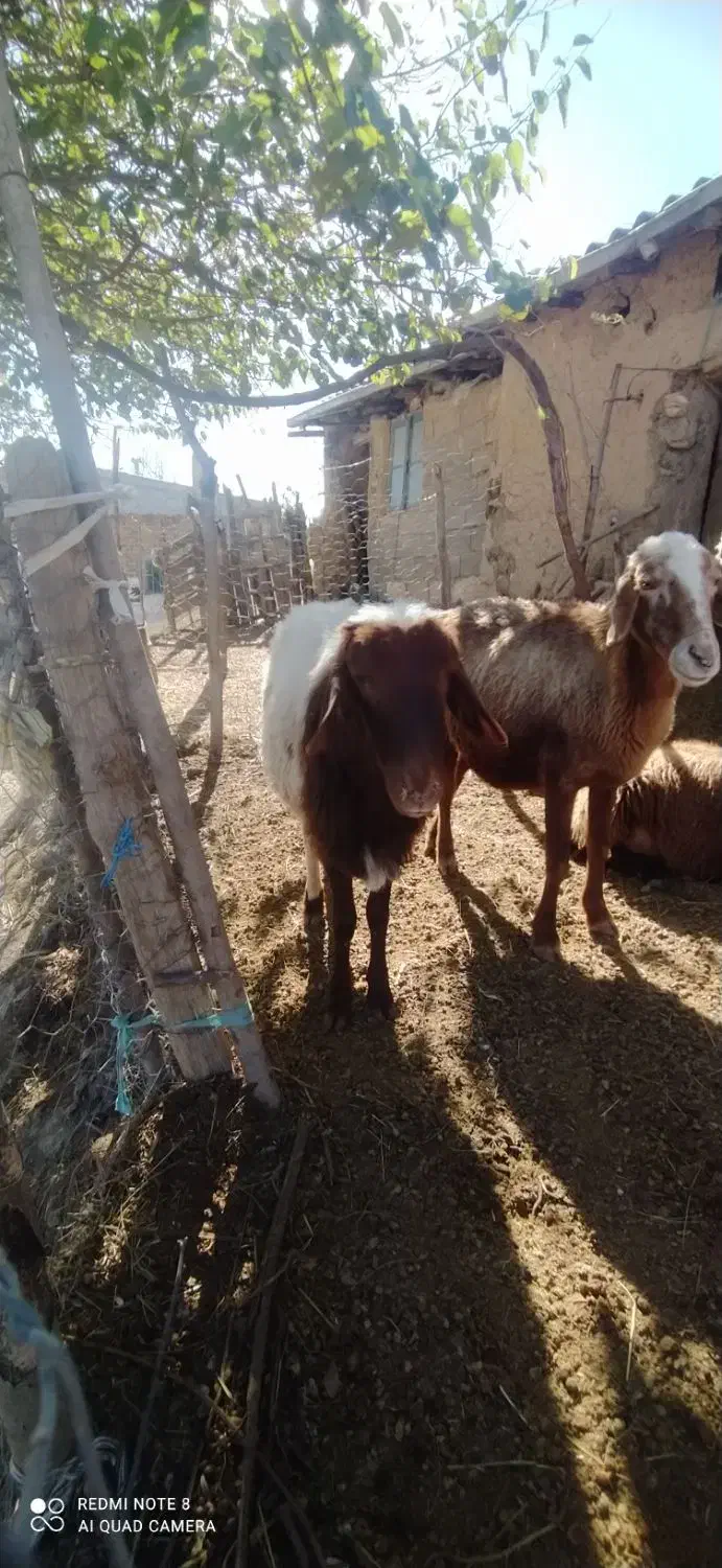 قوچ هترو یک ساله|حیوانات مزرعه|گلی داغ, |دیوار