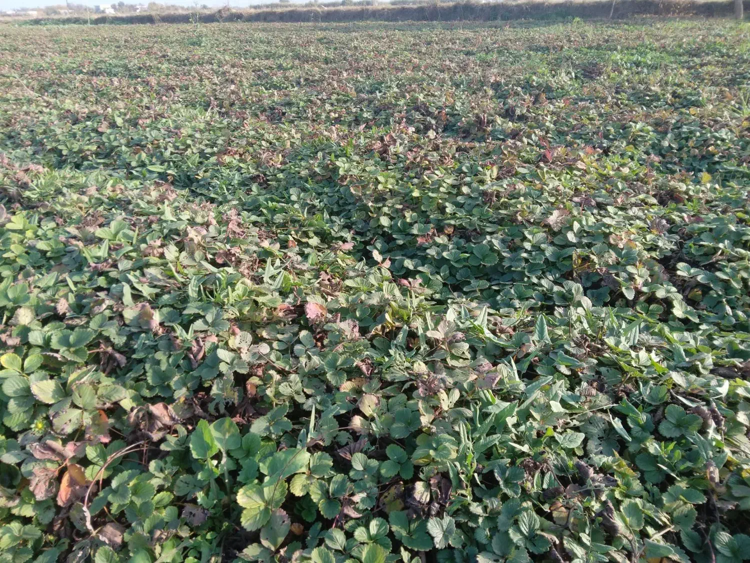 نهال توت فرنگی سابرینا|گل و گیاه طبیعی|خان ببین, |دیوار