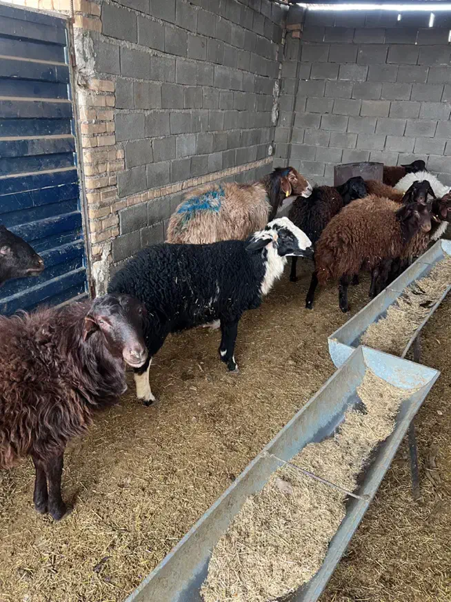 نر بره و بزغاله|حیوانات مزرعه|شاهرود, |دیوار