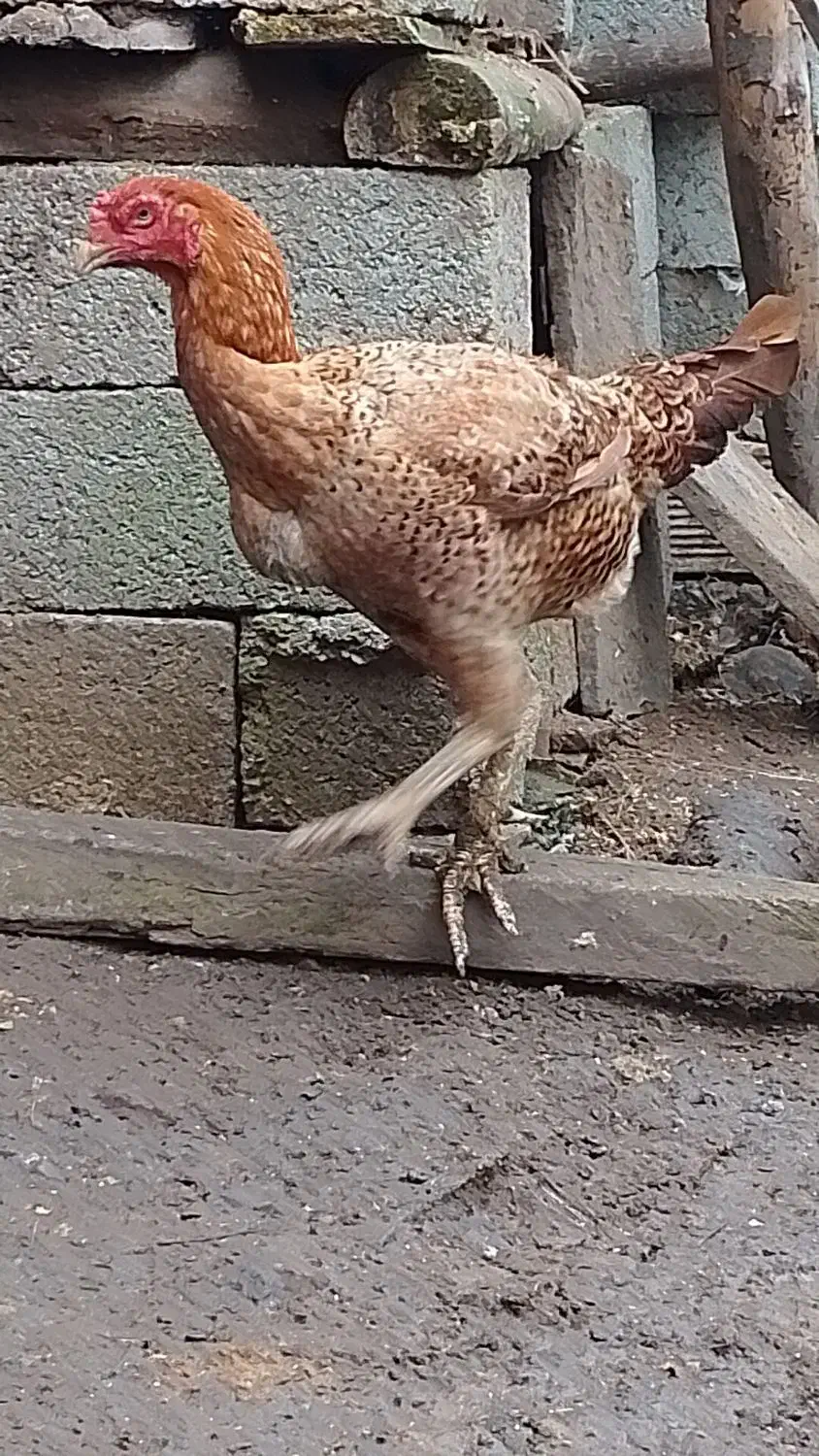 مرغ و خروس لاری دانگ بالا|حیوانات مزرعه|چوبر, |دیوار