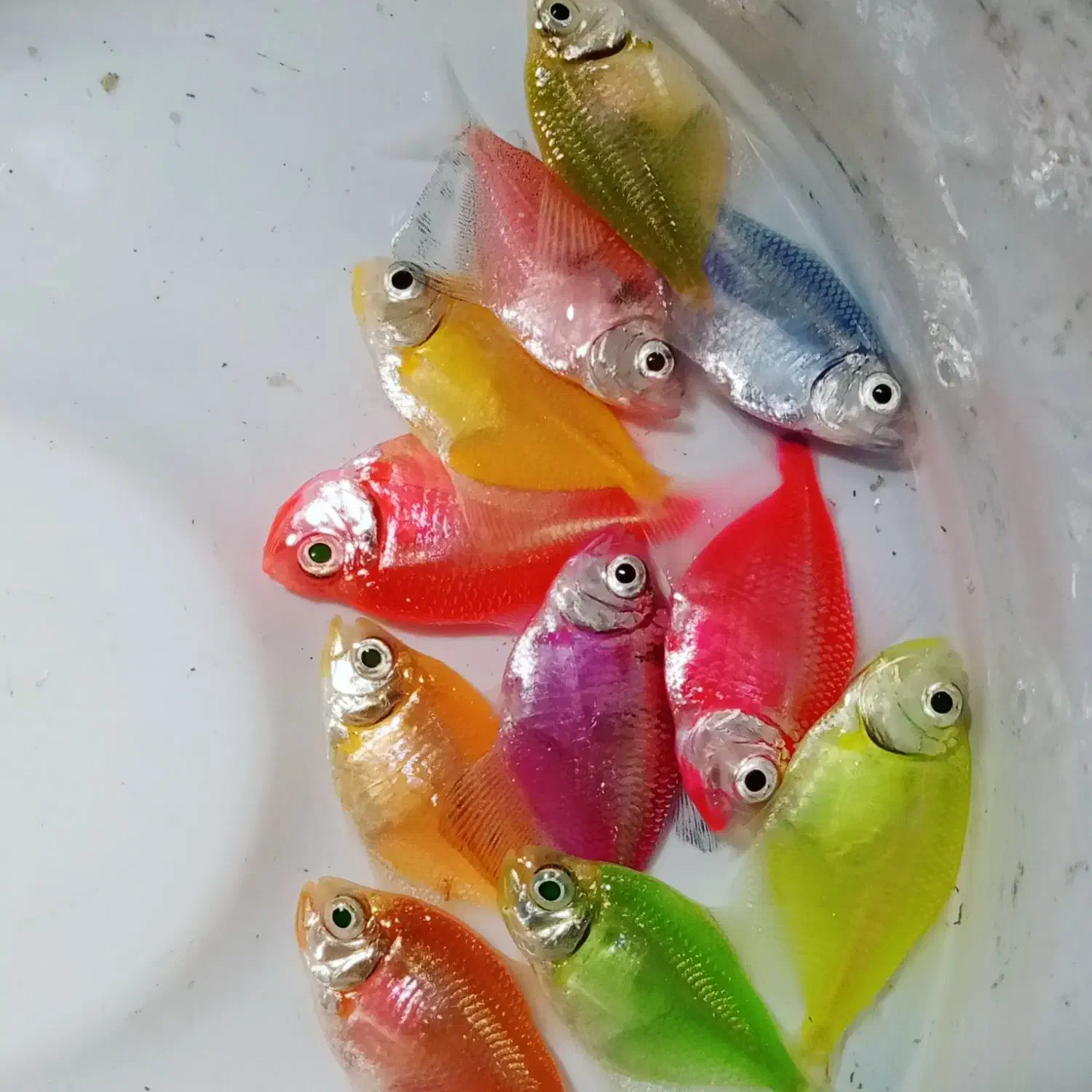 فروش عمده و خرده ماهی آکواریومی|ماهی|قائم‌شهر, |دیوار