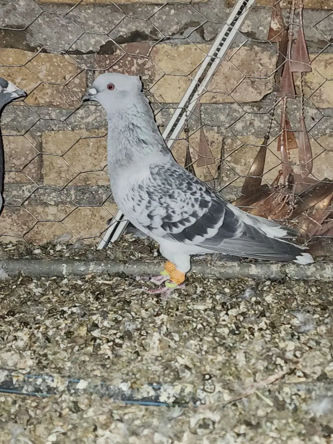 شامی دمسفید آس|پرنده|مه ولات, |دیوار