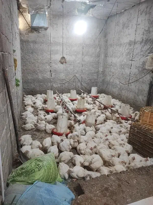 جذب شاگرد مغازه|استخدام خدمات فروشگاه و رستوران|سراوان, |دیوار