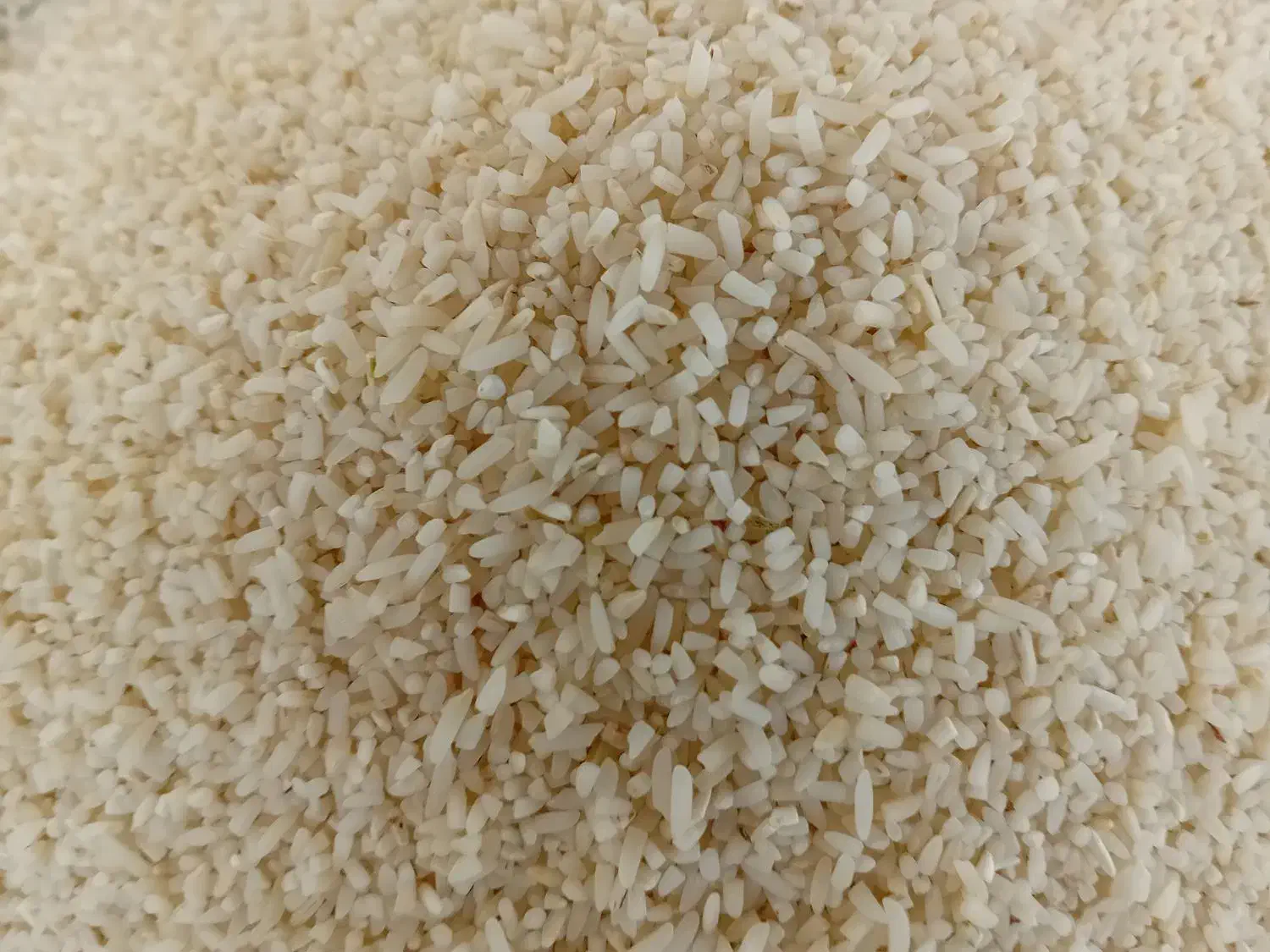 نیم دانه هاشمی سورتینگ|خوردنی و آشامیدنی|کوچصفهان, |دیوار