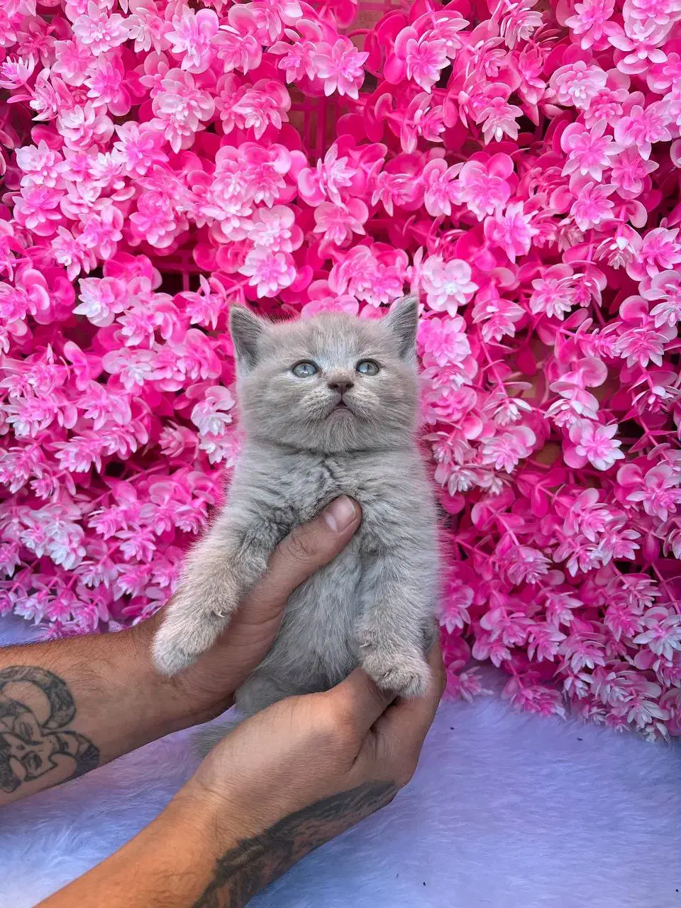 بریتیش (اسکاتیش) رنگ کم یاب لیلاک|گربه|قائم‌شهر, |دیوار