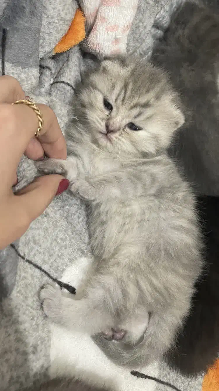 گربه بیریتیش|گربه|پردیس, فاز ۳|دیوار