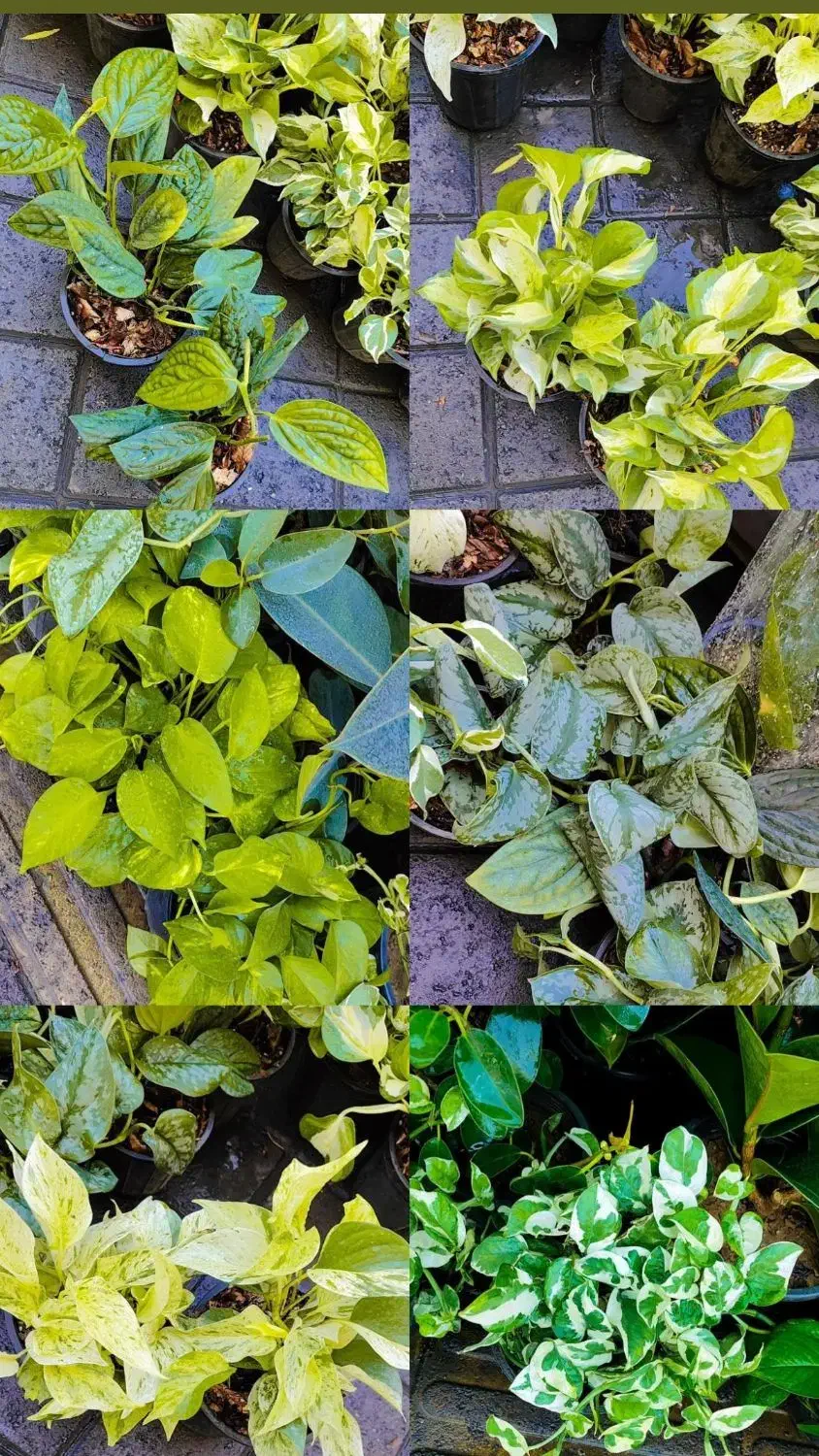 گل آپارتمانی در 8 مدل پتوس تمامی نژاد درشت|گل و گیاه طبیعی|تبریز, |دیوار