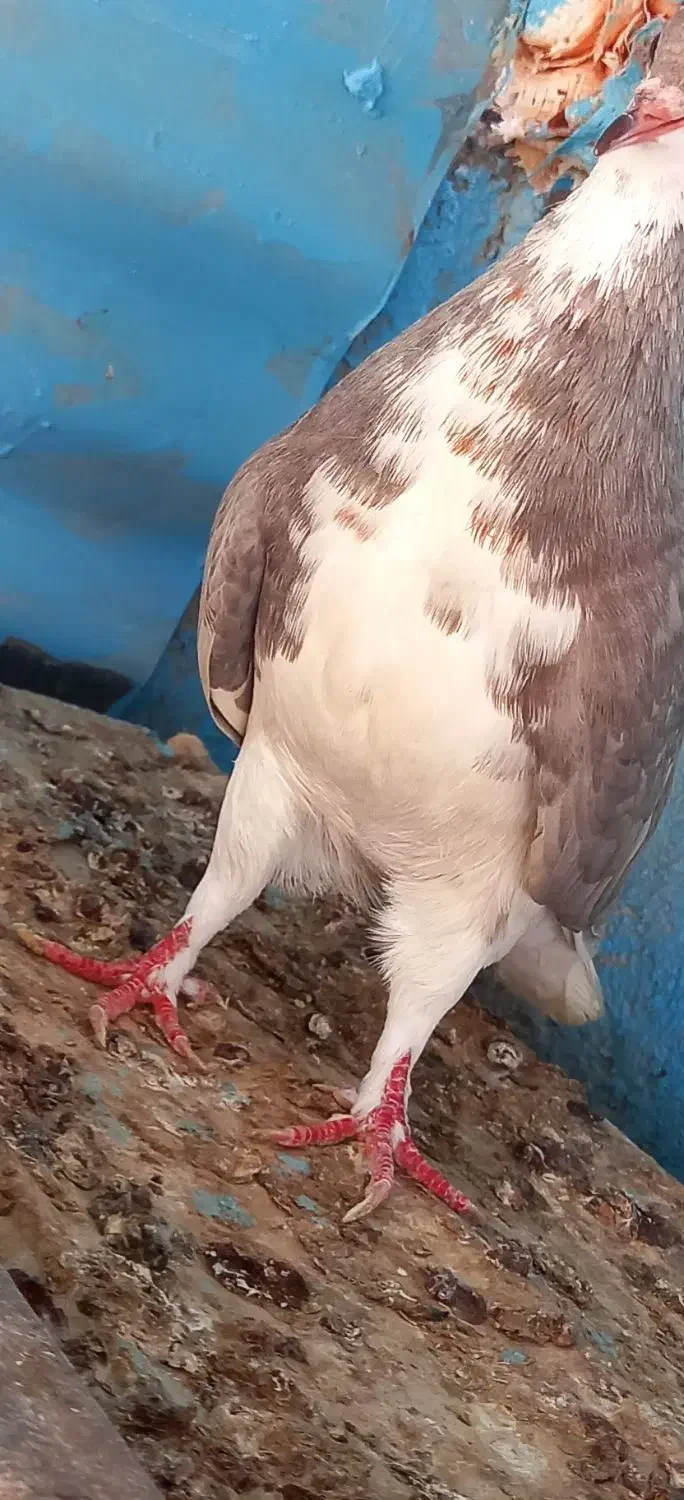 کبوتر خوشرنگ. شهری|پرنده|شبانکاره, |دیوار