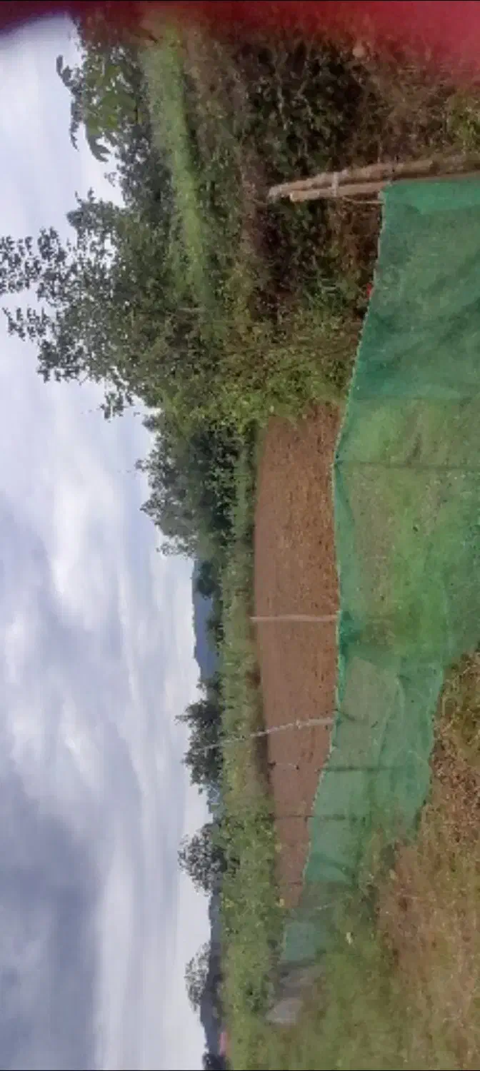 زمین متراژ ۳۰۰متری مسکونی و متراژ ۴۰۰ متری باغی|فروش زمین و ملک کلنگی|ماکلوان, |دیوار