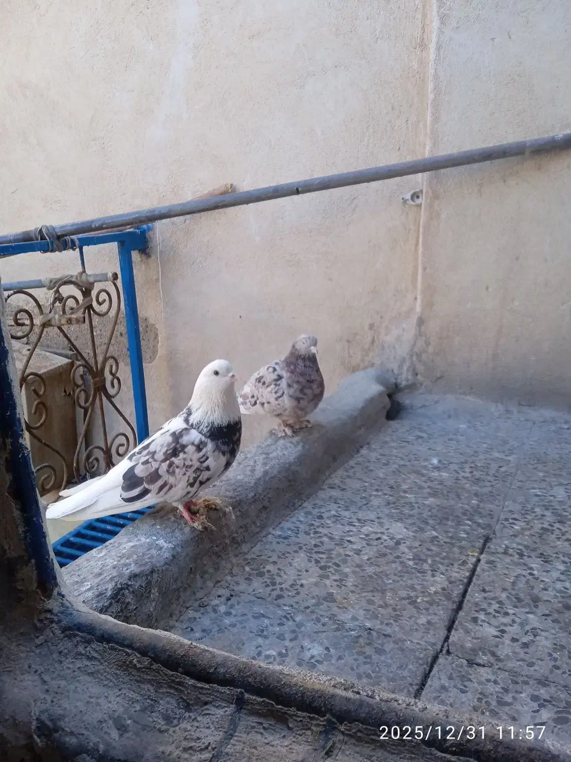 کفتر|پرنده|قرچک, زیبا شهر|دیوار