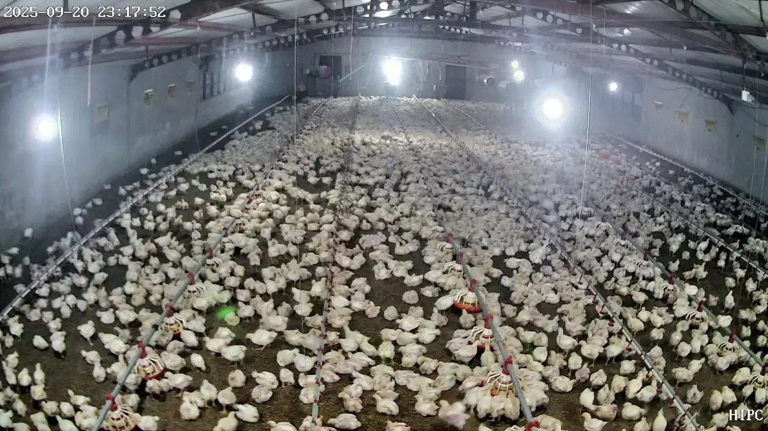 نیازمند کارگر برای مرغداری گوشتی جوین|استخدام صنعتی، فنی، مهندسی|جوین, |دیوار