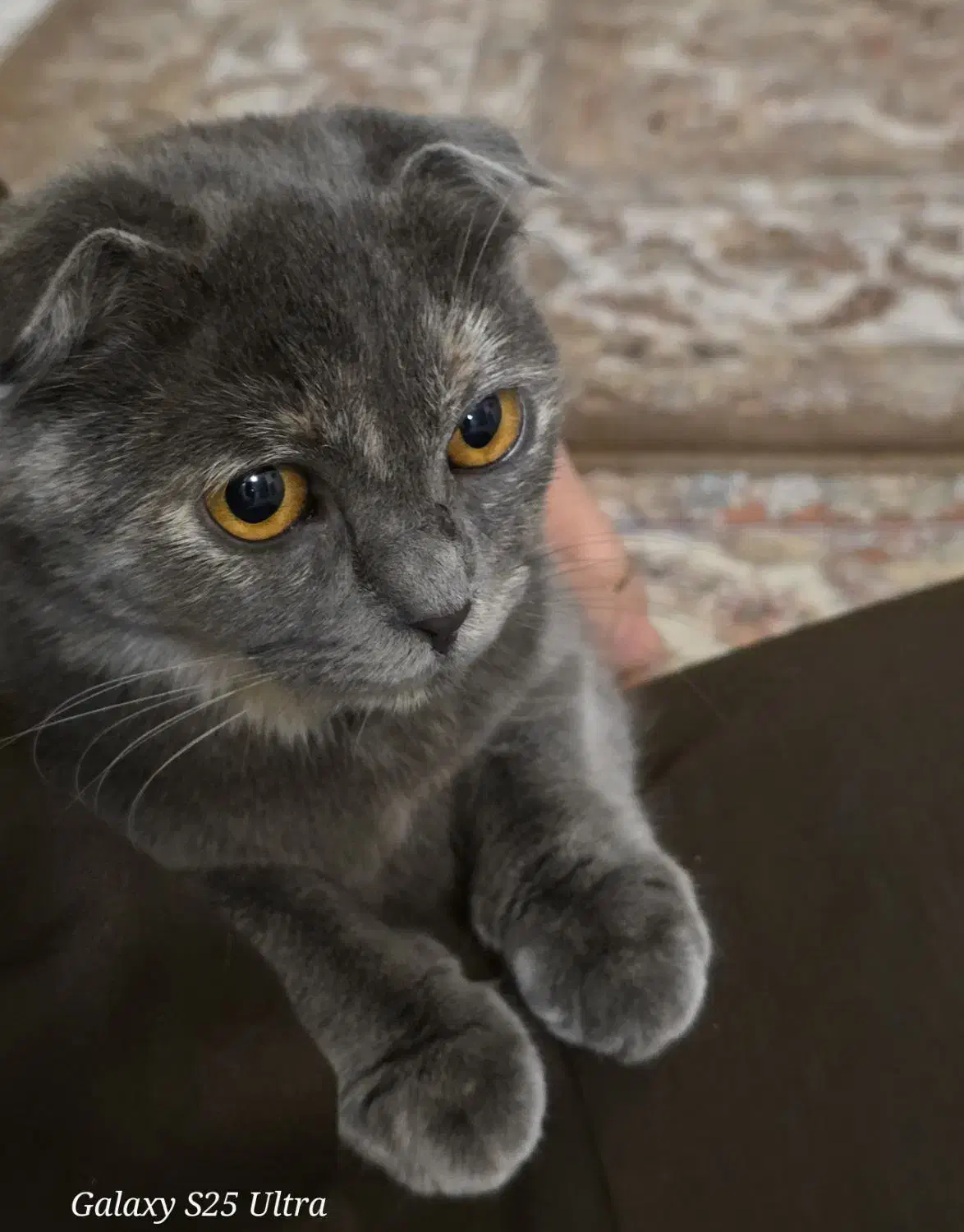 گربه اسکاتیش|گربه|گرگان, |دیوار