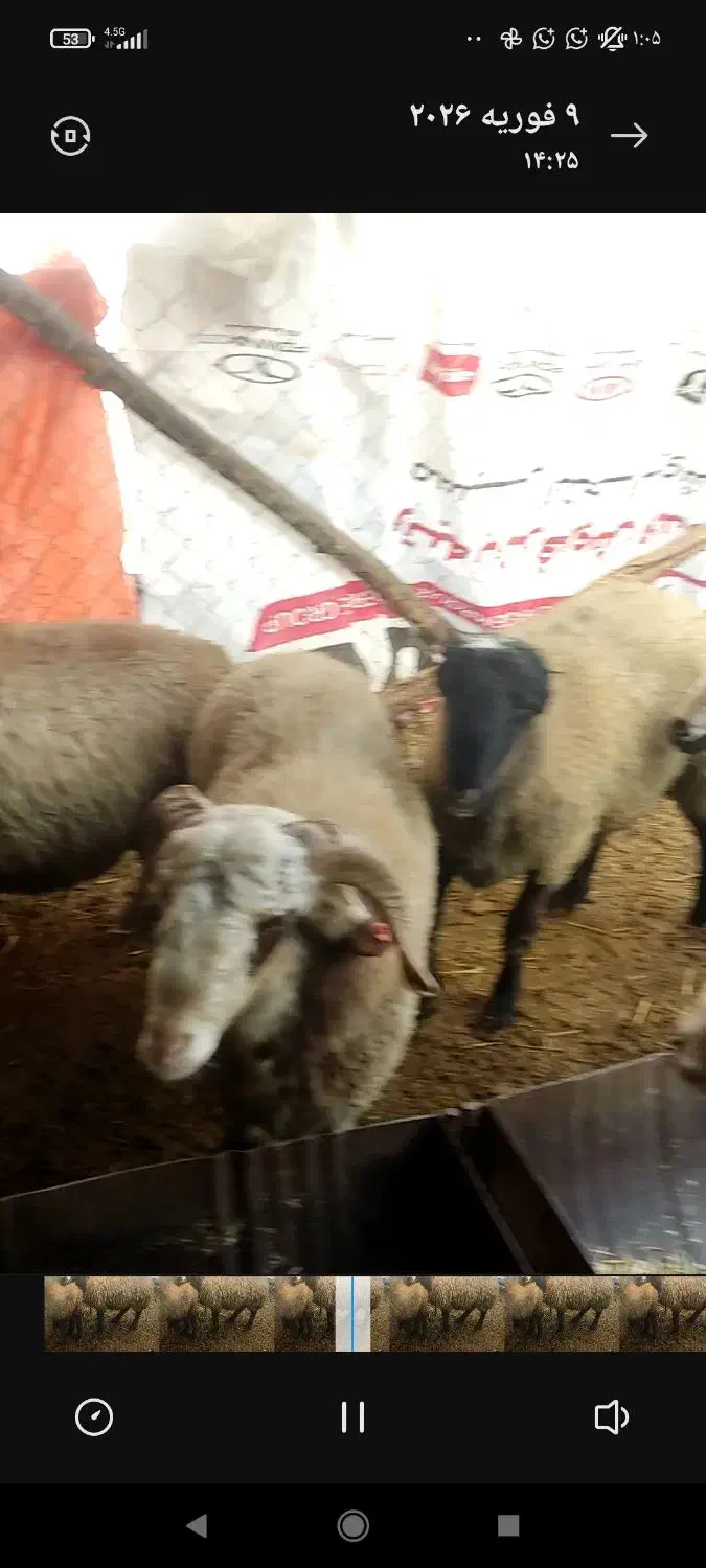 بره نر چاق|حیوانات مزرعه|پاسارگاد, |دیوار