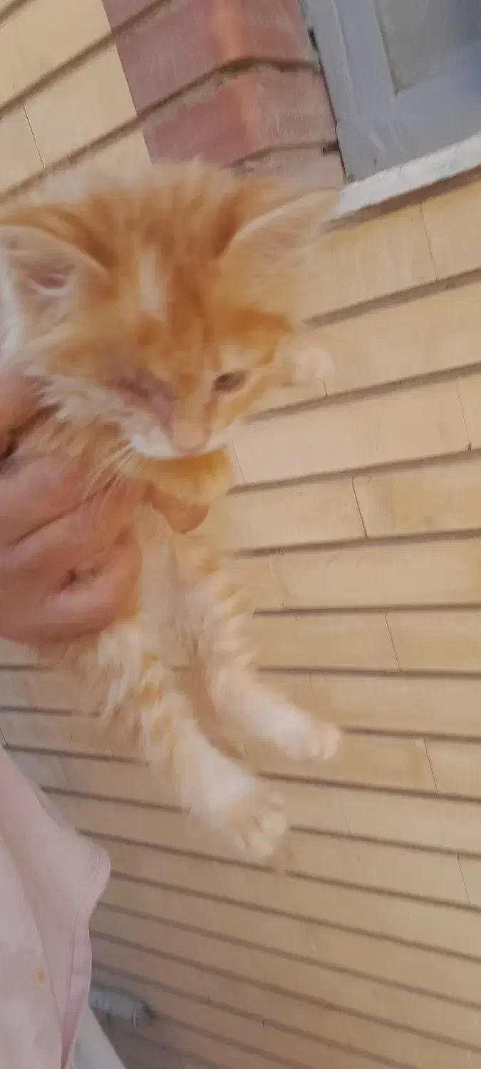 واگذاری فوری|گربه|کرمان, |دیوار