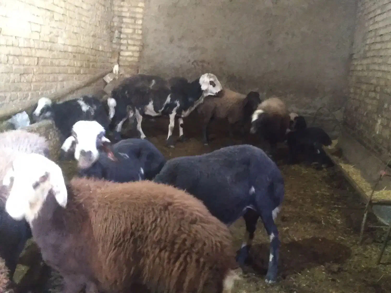 قوچ جنس دار دوسال|حیوانات مزرعه|زند, |دیوار