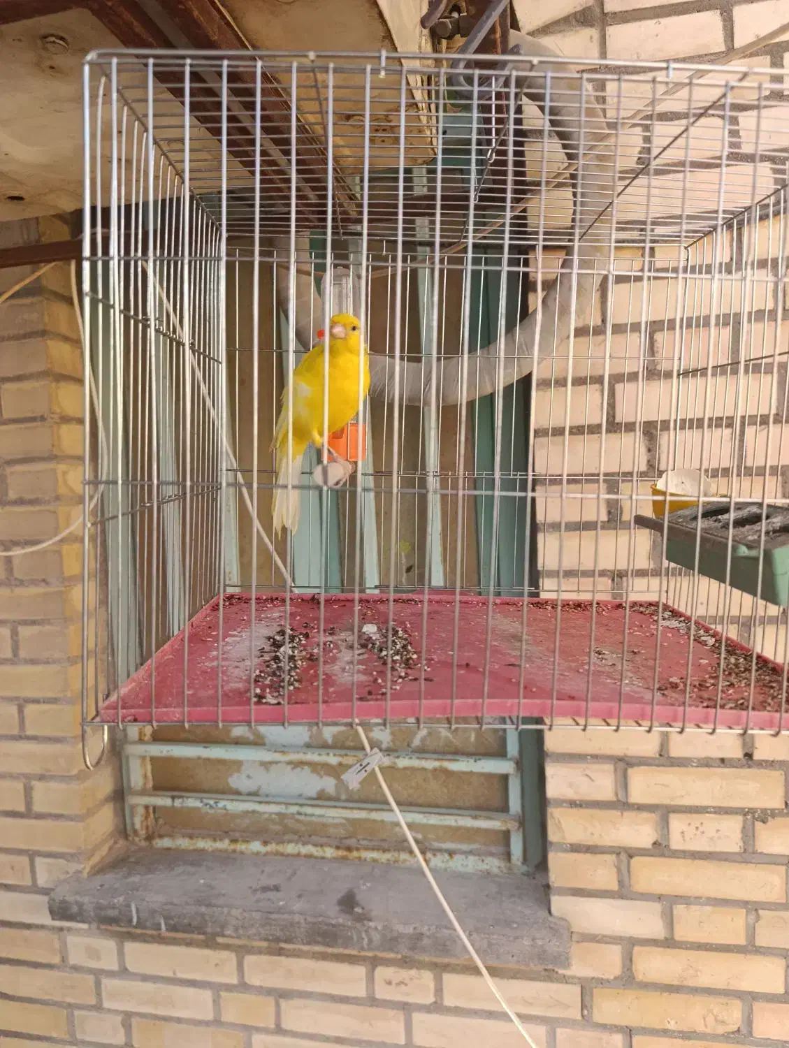 قناری نر مست بخون|پرنده|رامهرمز, |دیوار