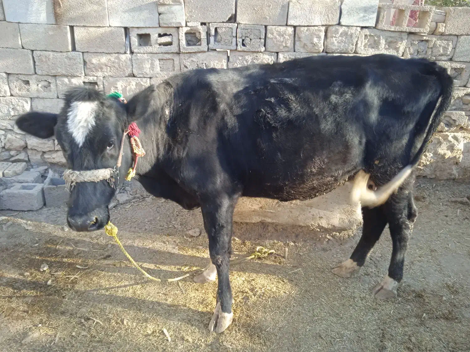 فروش گاو شیری|حیوانات مزرعه|ایذه, |دیوار
