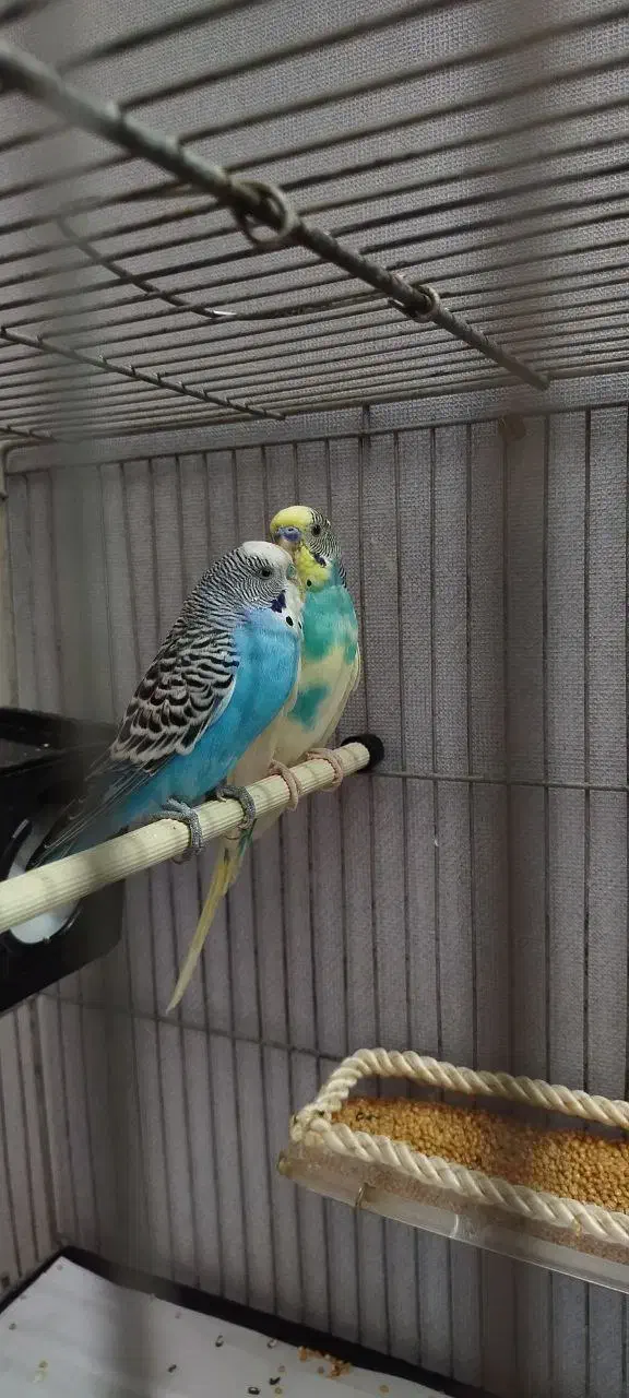 مرغ عشق با قفس و تجهیزات|پرنده|خوی, |دیوار