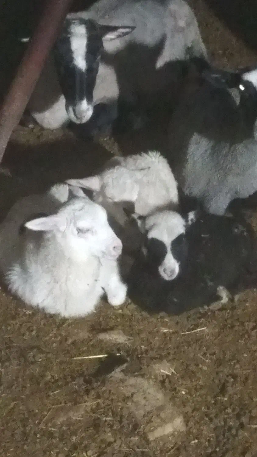 بره رومن و رومانوف|حیوانات مزرعه|لاهیجان, بازکیاگوراب|دیوار